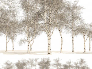 Winter paper birch tree forest 3D Model