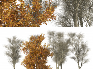 Winter and fall oak trees 3D Model