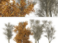 Winter and fall oak trees Modello 3D