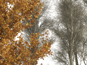 Winter and fall oak trees 3D Model