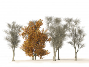 Winter and fall oak trees 3D Model