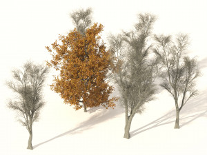 Winter and fall oak trees 3D Model