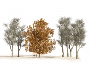 Winter and fall oak trees 3D Model