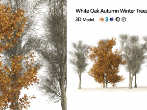 Winter and fall oak trees 3D Model