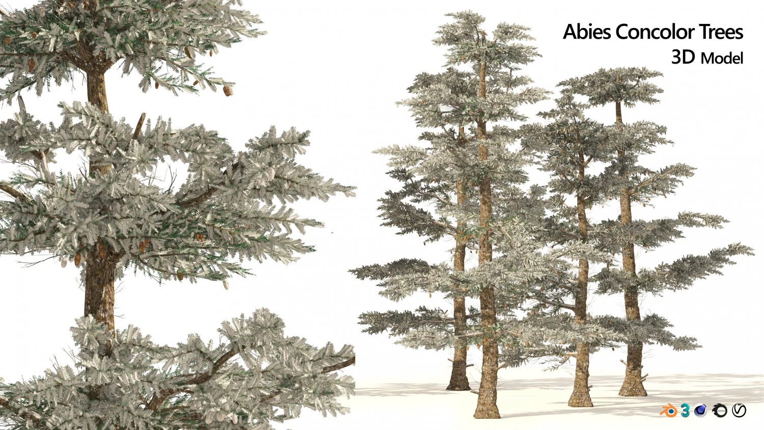Winter Abies concolor trees 3D Model .c4d .max .obj .3ds .fbx .stl .blend 