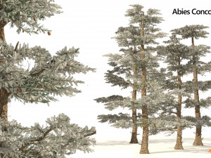 Winter Abies concolor trees 3D Model