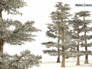 Winter Abies concolor trees 3D Модель
