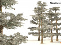 Winter Abies concolor trees Modello 3D