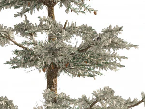 Winter Abies concolor trees 3D Model