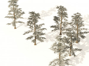 Winter Abies concolor trees 3D 模型
