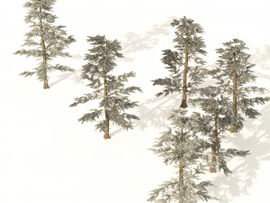 Winter Abies concolor trees 3D Model