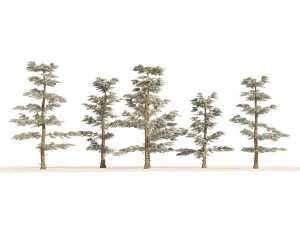 Winter Abies concolor trees 3D Model