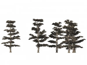 Winter Abies concolor trees 3D Model