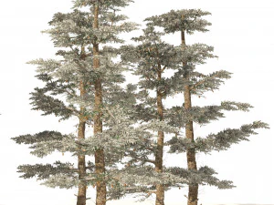 Winter Abies concolor trees 3D Model