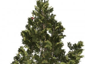 2 outdoor Christmas trees with wood fence 3D Модель