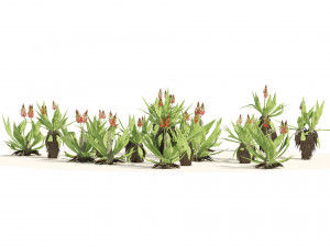 Aloe Vera Cluster 3D Model