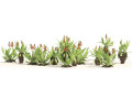 Aloe Vera Cluster Model 3D