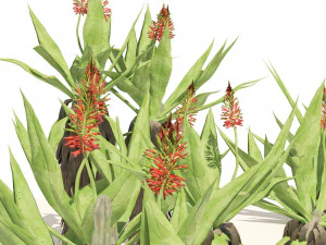 Aloe Vera Cluster 3D Model