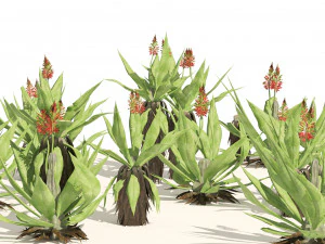Aloe Vera Cluster 3D Model