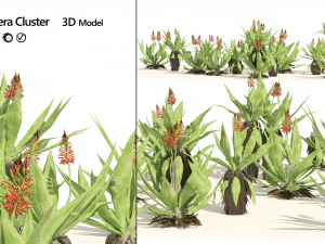 Aloe Vera Cluster 3D Model
