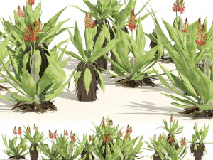 Aloe Vera Cluster 3D Model