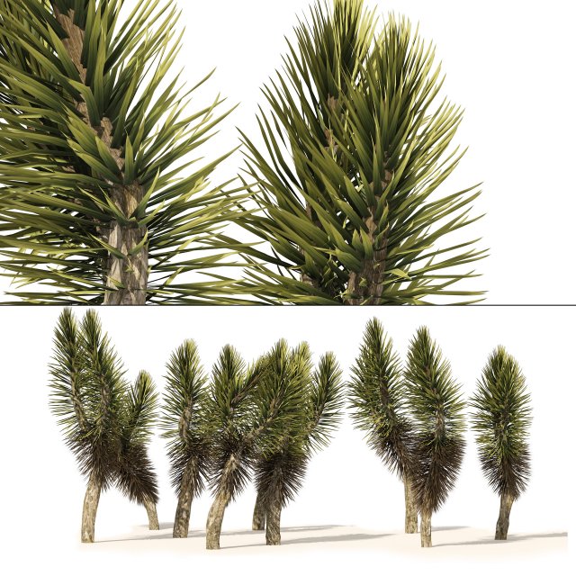 Dracaena Draco trees 3D Model .c4d .max .obj .3ds .fbx .stl .blend 