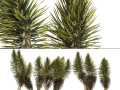 Dracaena Draco trees Modello 3D