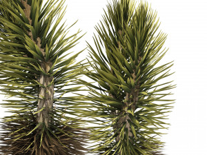 Dracaena Draco trees 3D Model