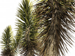 Dracaena Draco trees 3D Model