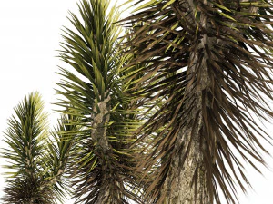 Pohon Dracaena Draco Model 3D