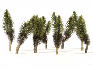 Dracaena Draco trees 3D Model