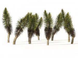 Pohon Dracaena Draco Model 3D