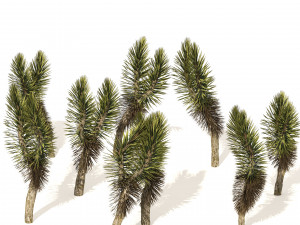 Dracaena Draco trees 3D Model