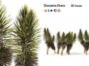 Dracaena Draco trees 3D Model