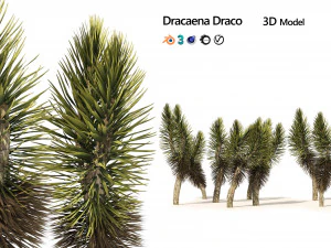 Pohon Dracaena Draco Model 3D