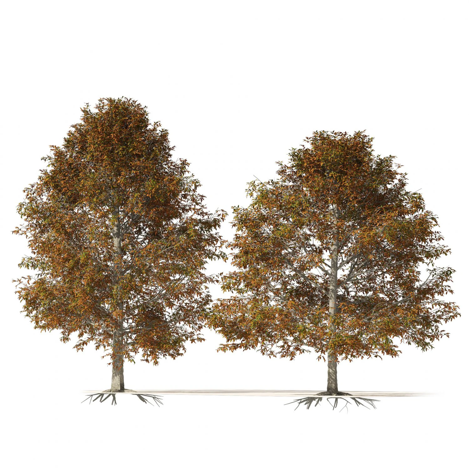 Autumn Quercus imbricaria Oak Fall Trees 3D Model .c4d .max .obj .3ds .fbx .stl .blend 