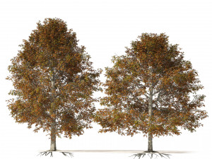 Autumn Quercus imbricaria Oak Fall Trees 3D Model