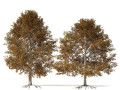 Autumn Quercus imbricaria Oak Fall Trees Model 3D