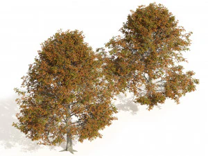 Autumn Quercus imbricaria Oak Fall Trees 3D Model