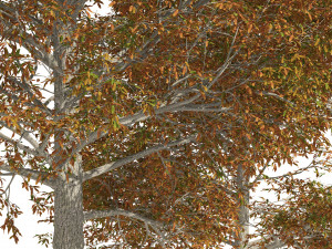 Autumn Quercus imbricaria Oak Fall Trees 3D 模型