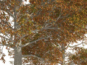 Autumn Quercus imbricaria Oak Fall Trees 3D Model