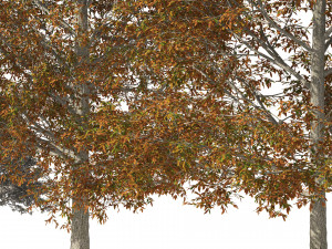Autumn Quercus imbricaria Oak Fall Trees 3D 模型