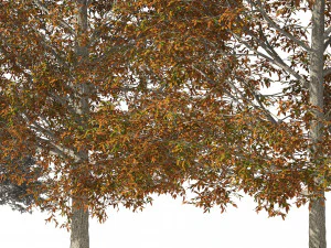 Autumn Quercus imbricaria Oak Fall Trees 3D Model