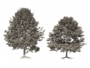 Autumn Quercus imbricaria Oak Fall Trees 3D 模型