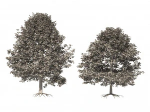Autumn Quercus imbricaria Oak Fall Trees 3D Model