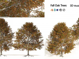Autumn Quercus imbricaria Oak Fall Trees 3D Model