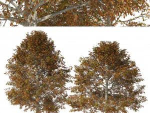 Autumn Quercus imbricaria Oak Fall Trees 3D Model