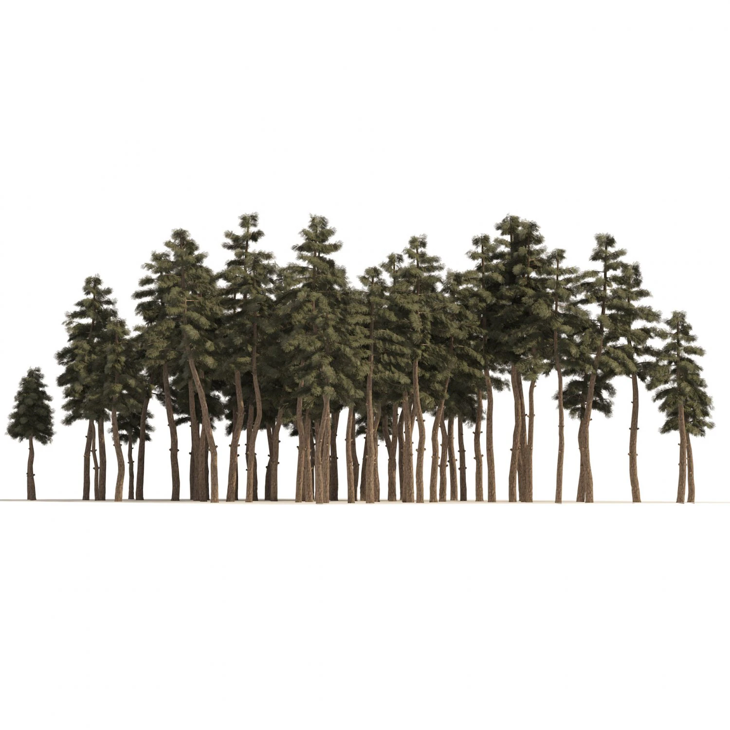Douglas Fir Forest trees 3D Model .c4d .max .obj .3ds .fbx .stl .blend