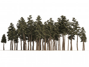 Douglas Fir Forest trees 3D Model