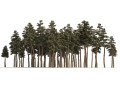 Douglas Fir Forest trees Modello 3D